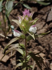 Orthocarpus cuspidatus