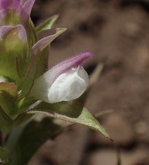 Orthocarpus cuspidatus