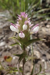 Orthocarpus cuspidatus