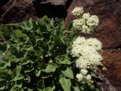 Eriogonum compositum compositum