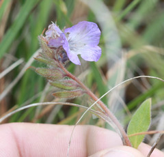 Phacelia divaricata