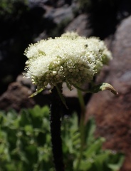 Eriogonum compositum compositum