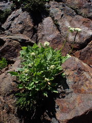 Eriogonum compositum compositum