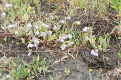 Phacelia divaricata