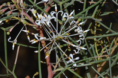 Grevillea levis