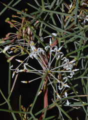 Grevillea levis