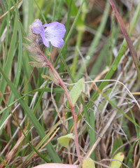 Phacelia divaricata