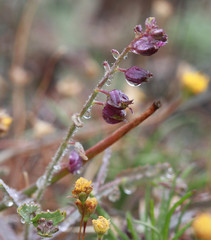 Streptanthus glandulosus pulchellus