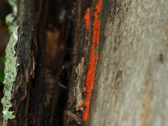 Tulasnella aurantiaca