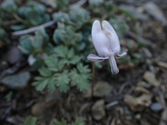 Dicentra pauciflora