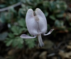 Dicentra pauciflora