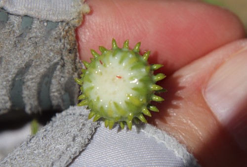 Image of Grindelia hallii by (c) Millie Basden, some rights reserved (CC BY)