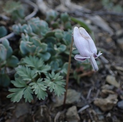 Dicentra pauciflora