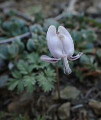 Dicentra pauciflora