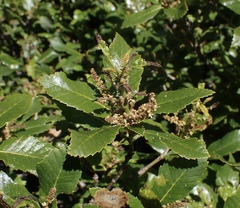Quercus sadleriana