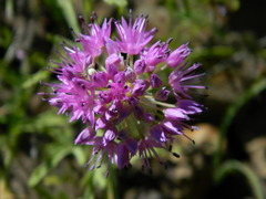 Allium columbianum