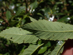 Quercus sadleriana