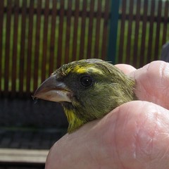 Crithagra scotops umbrosa