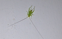 Cyrtoxipha columbiana