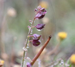 Streptanthus glandulosus pulchellus