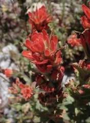 Castilleja brevilobata