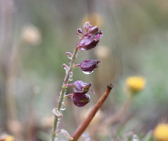 Streptanthus glandulosus pulchellus