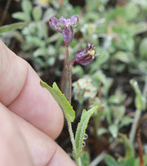 Streptanthus glandulosus pulchellus