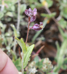 Streptanthus glandulosus pulchellus