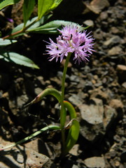 Allium columbianum