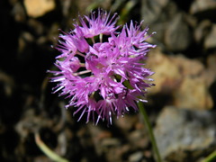 Allium columbianum