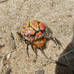 Paraplectana thorntoni