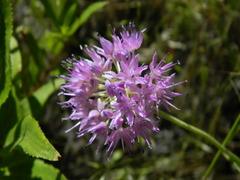 Allium columbianum
