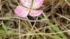 Oenothera canescens