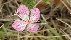 Oenothera canescens