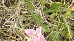 Oenothera canescens