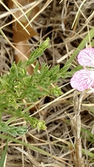 Oenothera canescens