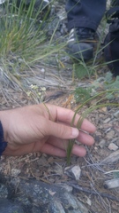 Toxicoscordion micranthum