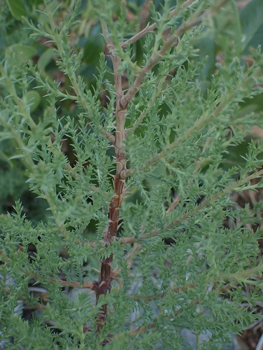 Modoc Cypress seedling