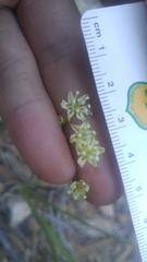 Toxicoscordion micranthum