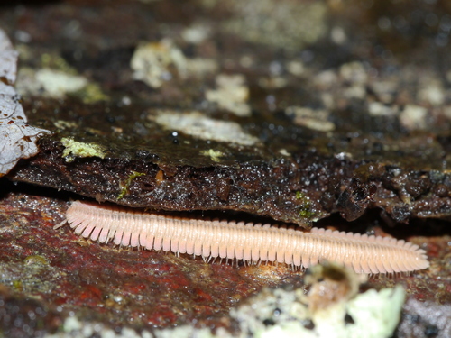 Brachycybe lecontii
