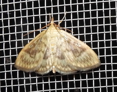 Crocidophora serratissimalis