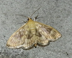 Crocidophora serratissimalis