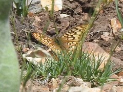 Speyeria callippe semivirida