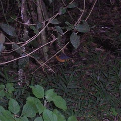 Cossypha dichroa dichroa