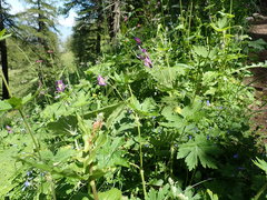 Geranium phaeum lividum