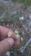 Toxicoscordion micranthum