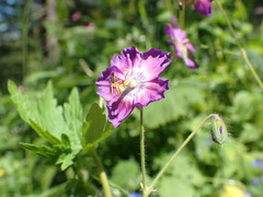 Geranium phaeum lividum