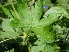 Geranium phaeum lividum