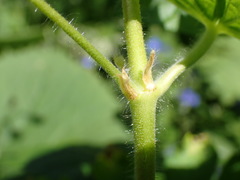 Geranium phaeum lividum
