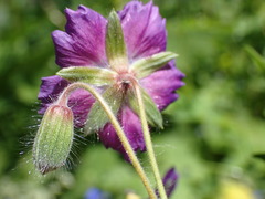 Geranium phaeum lividum